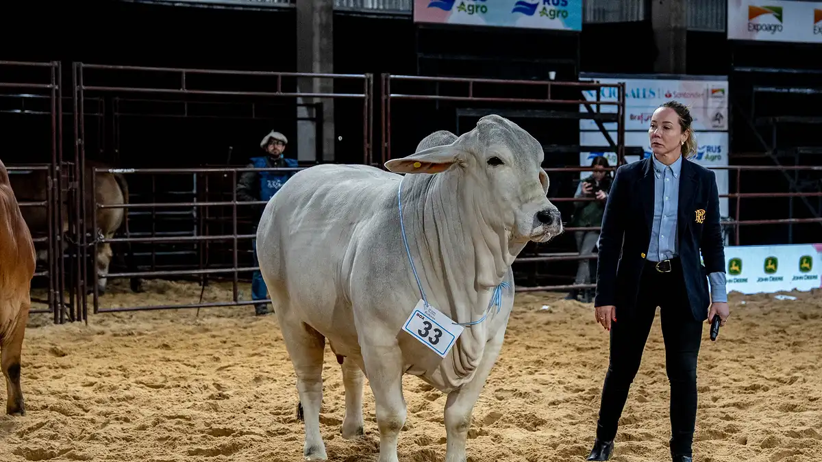 Brahman muestra su gran momento en Las Nacionales de Corrientes